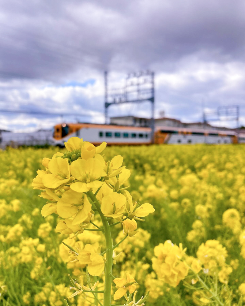 斎宮跡、菜の花、1月春の花、三重県多気郡の観光・撮影スポットの名所